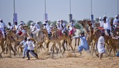 ماراثون اليوم الوطني للهجن ينطلق في 3 ديسمبر 2016