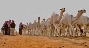 مهرجان الملك عبدالعزيز يُنعش بورصة الإبل بـ (400) صفقة