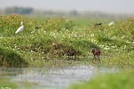 رصد طير بحري جديد في سماء العقبة