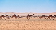 British envoy to Riyadh visits King Abdul Aziz Camel Festival