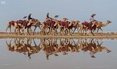 Details of 3rd Crown Prince Camel Festival revealed