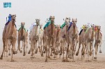 مهرجان ولي العهد للهجن.. نقلة نوعية للاقتصاد والسياحة في الطائف