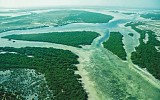 Abu Dhabi announces its success in planting 44 million Mangroves as part of the country’s efforts to combat climate change