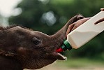 SUN SIYAM PASIKUDAH LAUNCHES “CAREPHANT PROJECT” TO FOSTER  BABY ELEPHANT NAMED KALO IN SRI LANKA 