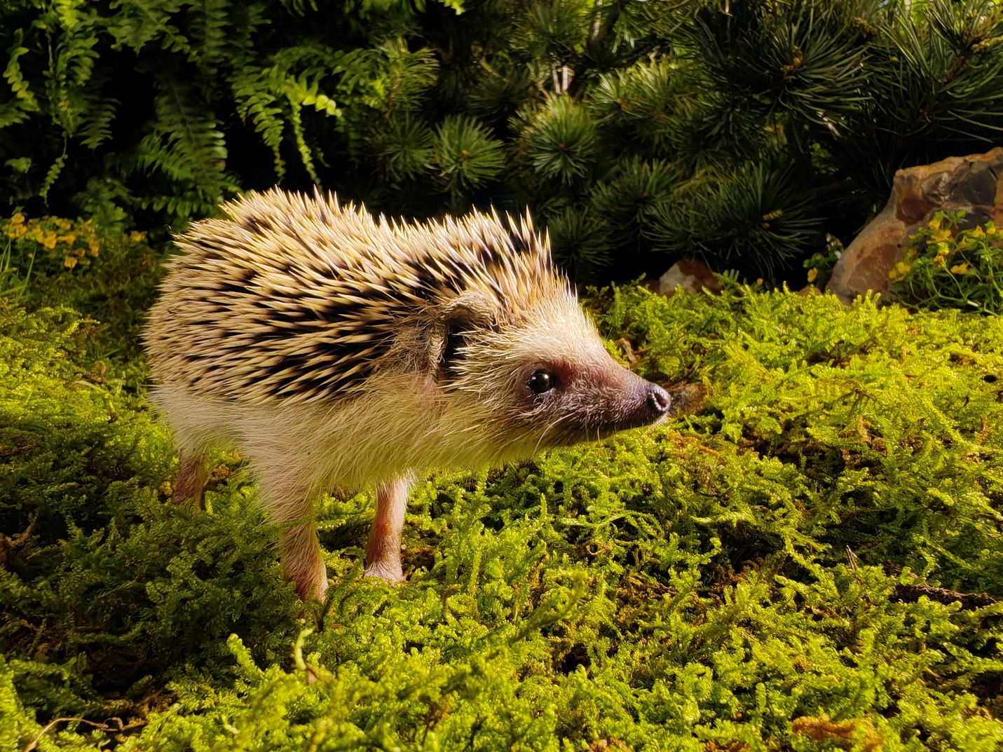 A hedgehog standing in the grass

Description automatically generated